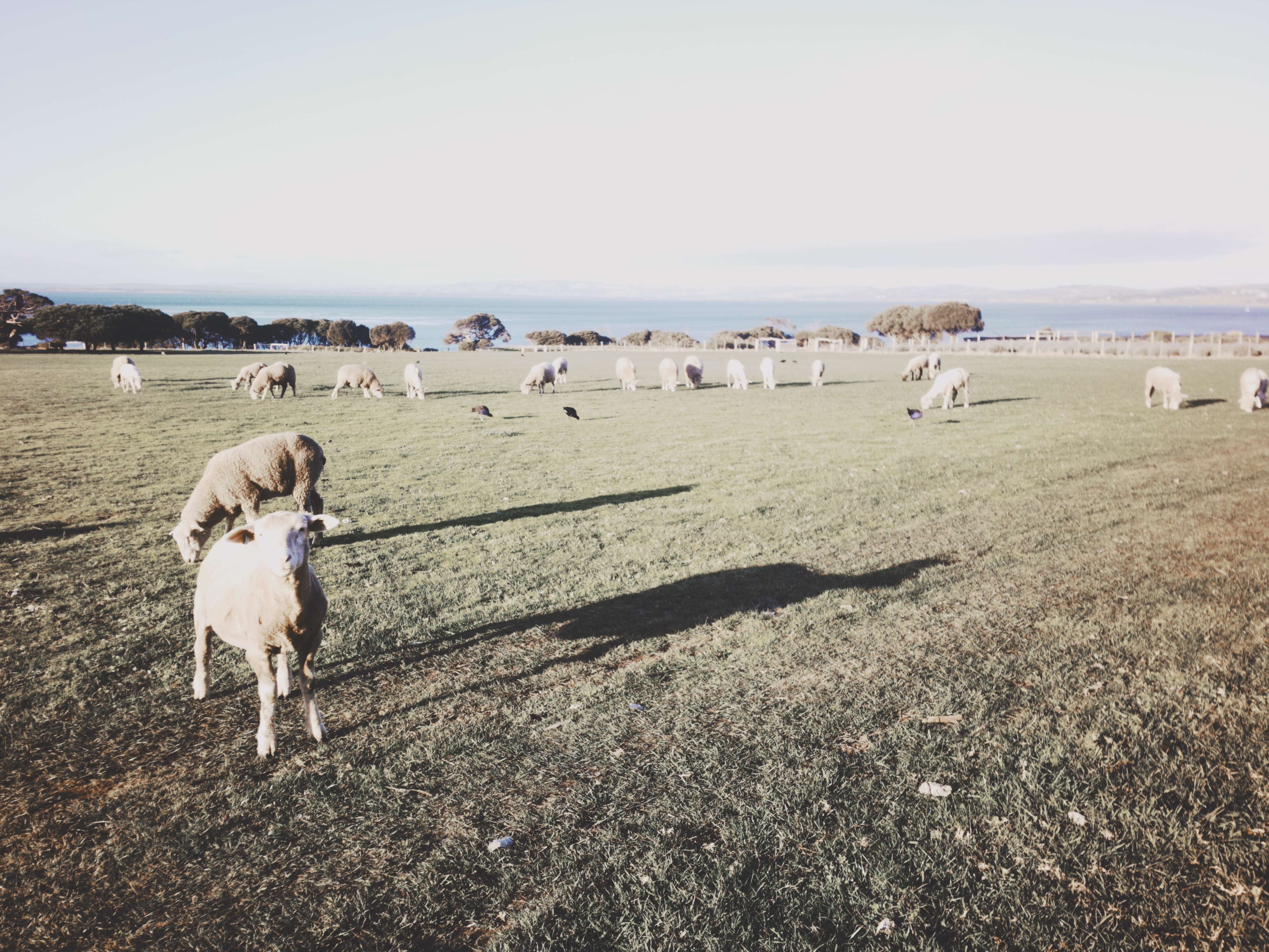 Filter Expansion Card