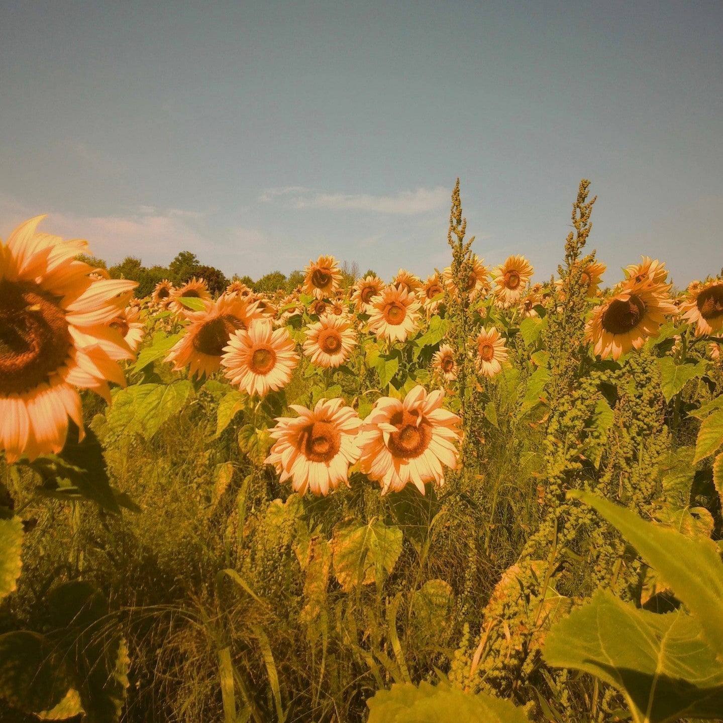 Filter Expansion Card