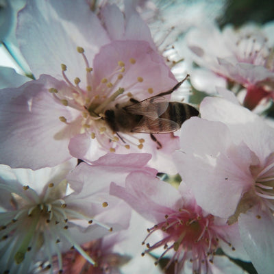 Effect Lens Duo