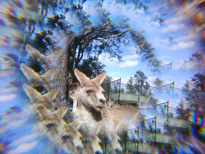 Effect Lens - Radial & Kaleidoscope Lens Set